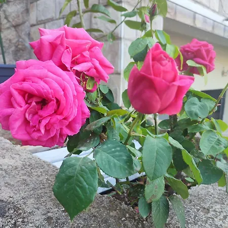 Apartment Enjoy & Relax *